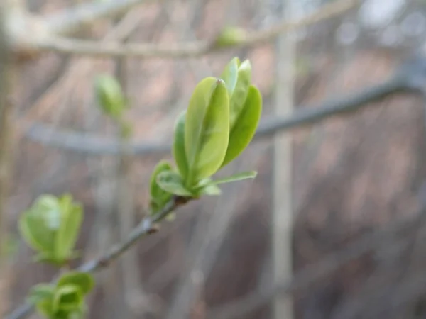 Detail Eines Grünen Zweiges Eines Baumes Frühling Üppig — Stockfoto