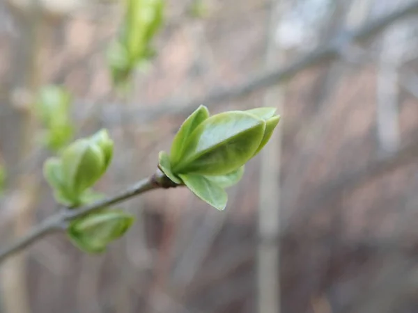 Detalle Una Rama Verde Árbol Primavera Exuberante — Foto de Stock