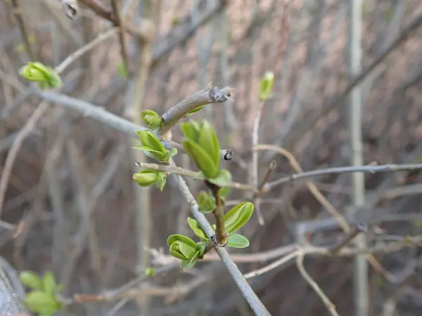 Detail Eines Grünen Zweiges Eines Baumes Frühling Üppig — Stockfoto