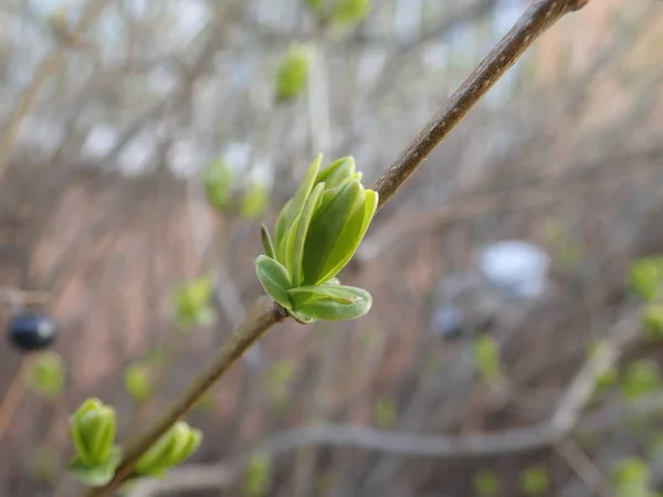 Detail Eines Grünen Zweiges Eines Baumes Frühling Üppig — Stockfoto