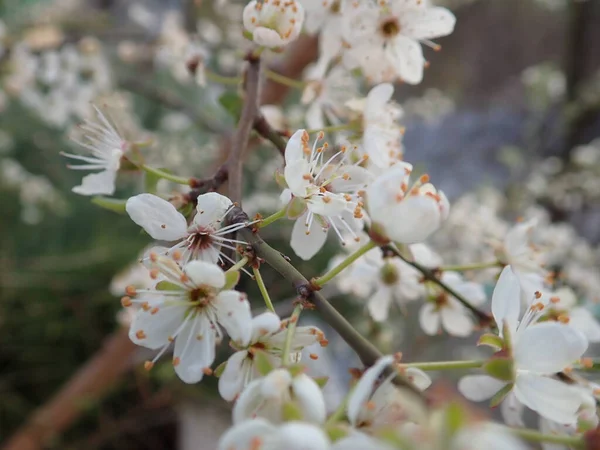 春の白い花の木の枝の詳細 — ストック写真