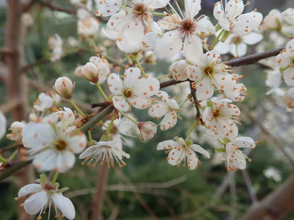 春の白い花の木の枝の詳細 — ストック写真