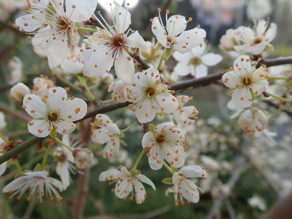 春の白い花の木の枝の詳細 — ストック写真