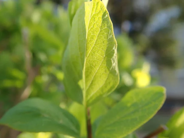 Detail Van Een Groene Tak Van Een Boom Het Voorjaar — Stockfoto