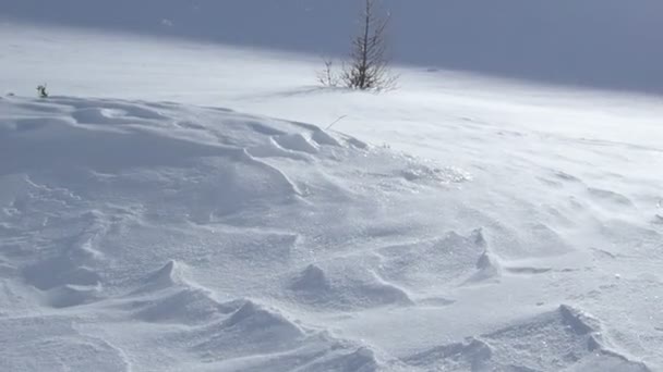 Petit Tre Sur Une Neige Avec Vent Soufflant — Video