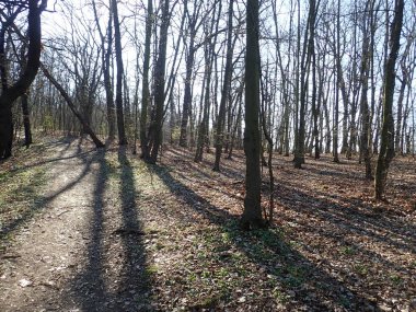 Baharda güneşli bir ormanda gölgeler ve siluetlerle yürüyüş yapmak.