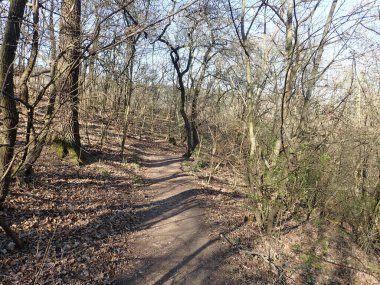Baharda güneşli bir ormanda gölgeler ve siluetlerle yürüyüş yapmak.