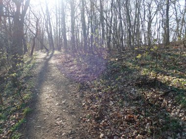 Baharda güneşli bir ormanda gölgeler ve siluetlerle yürüyüş yapmak.