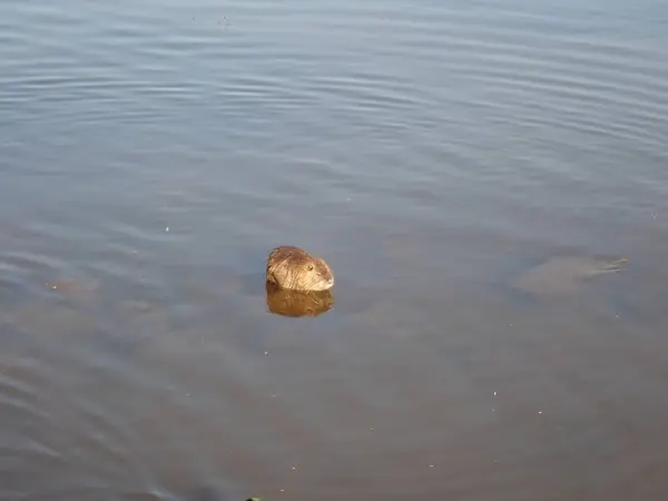 一只漂浮在褐色河水上的鸭子 — 图库照片