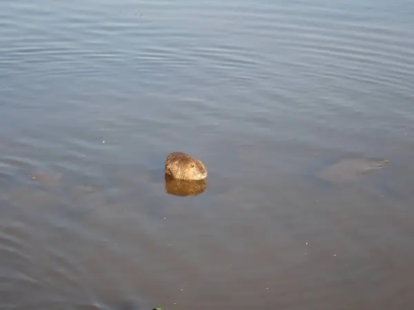 茶色の川の水に浮かぶアヒルは — ストック写真