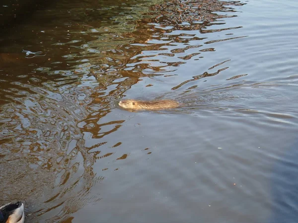 Une Petite Loutre Nageant Dans Une Eau Rivière Brune — Photo