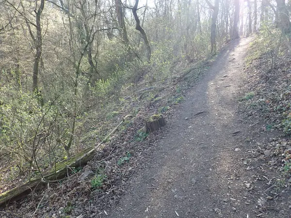 Sentier Randonnée Dans Bois Ensoleillé Printemps Avec Des Nuances Des — Photo