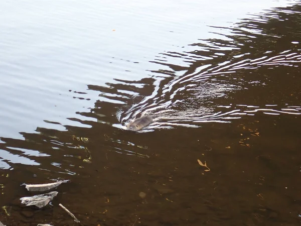 Une Petite Loutre Nageant Dans Une Eau Rivière Brune — Photo