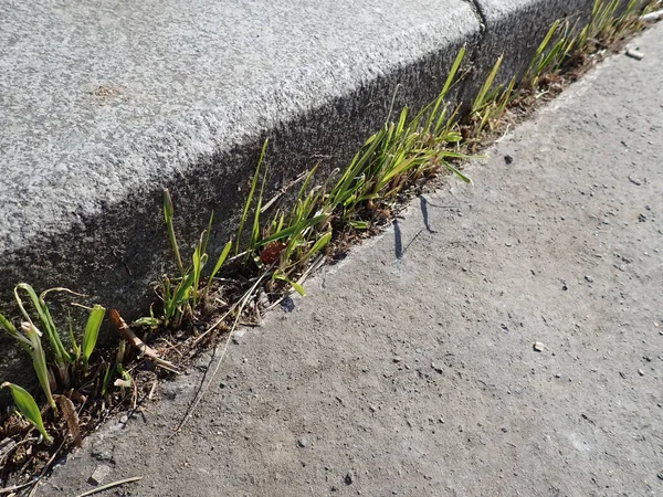 Hierba Verde Que Crece Desde Una Escalera Hormigón Aire Libre —  Fotos de Stock