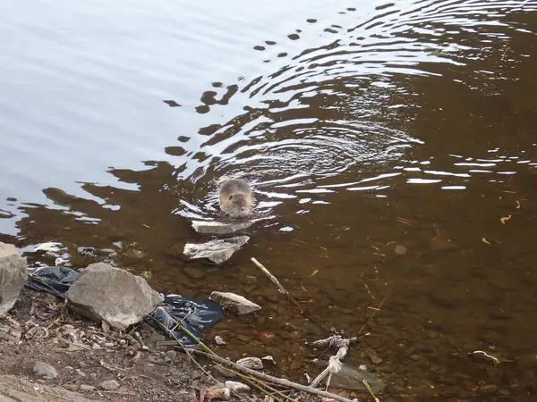 Een Kleine Otter Zwemmend Een Bruin Rivierwater — Stockfoto