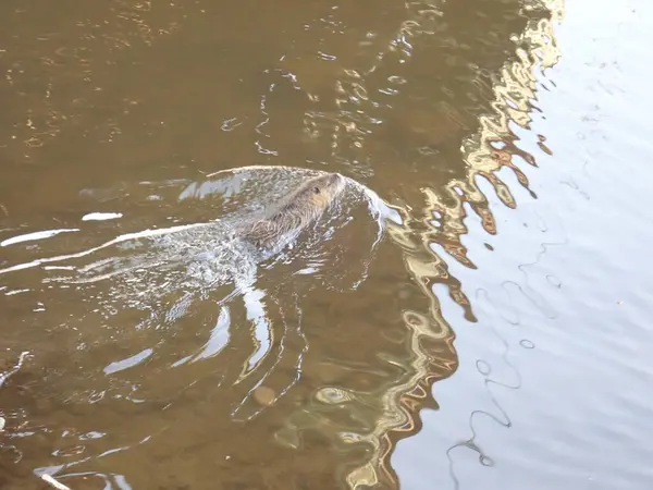 Een Kleine Otter Zwemmend Een Bruin Rivierwater — Stockfoto