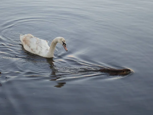 Una Piccola Lontra Che Nuota Fiume Marrone — Foto Stock