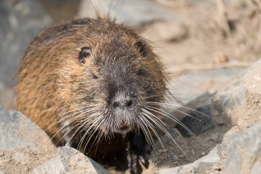 Nehirdeki vahşi hayvan fındık çiftliği