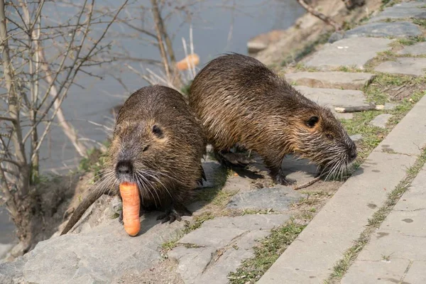 Wild Dier Nutria Boerderij Een Rivier — Stockfoto