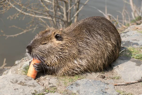 Wild Dier Nutria Boerderij Een Rivier — Stockfoto