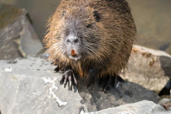 Wild Dier Nutria Boerderij Een Rivier — Stockfoto