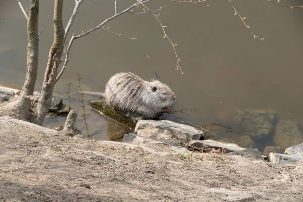 Animal Sauvage Nutria Ferme Sur Une Rivière — Photo