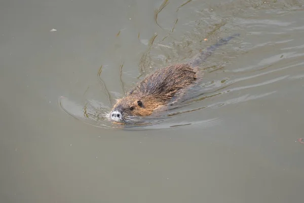 Wild Dier Nutria Boerderij Een Rivier — Stockfoto