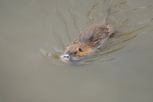 Nutriafarm Für Wildtiere Einem Fluss — Stockfoto