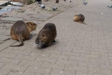 Nehirdeki vahşi hayvan fındık çiftliği