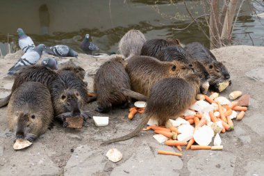 Nehirdeki vahşi hayvan fındık çiftliği