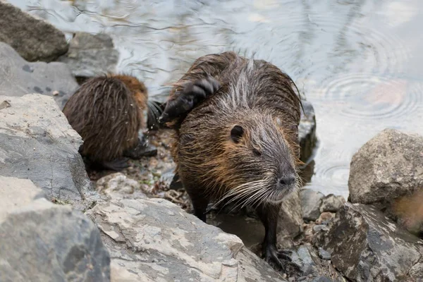 Dzikie Zwierzę Gospodarstwo Nutria Rzece — Zdjęcie stockowe