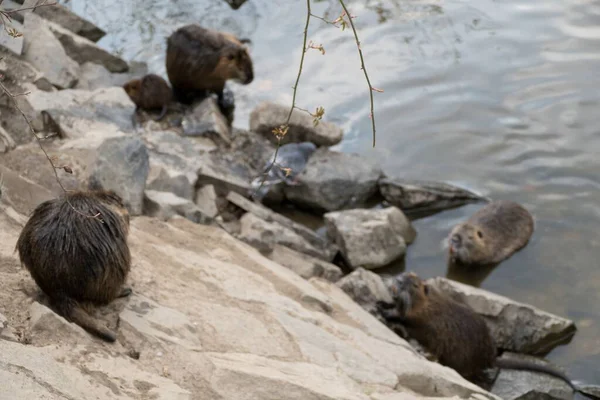 Nutriafarm Für Wildtiere Einem Fluss — Stockfoto