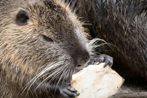 Granja Nutria Animal Silvestre Río — Foto de Stock