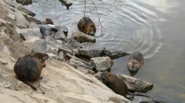 Nehir tarlası ortamında ceviz