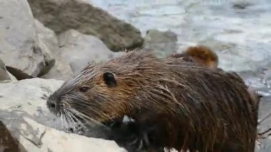 Nehir tarlası ortamında ceviz