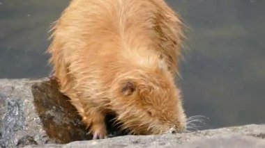 Nehir tarlası ortamında ceviz