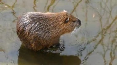 Nehir tarlası ortamında ceviz