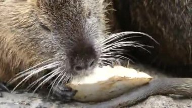 Nehir tarlası ortamında ceviz