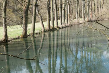 Ormandaki bir derede taze yeşil bahar