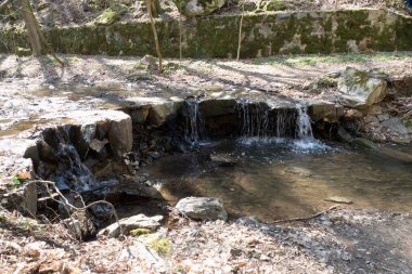 Ormandaki bir derede taze yeşil bahar