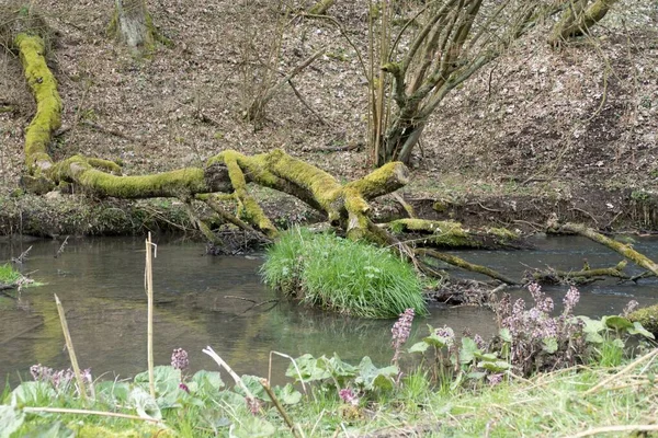 Printemps Vert Frais Sur Ruisseau Dans Forêt — Photo