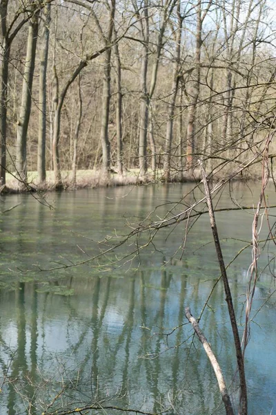 Friss Zöld Tavasz Egy Patak Erdőben — Stock Fotó