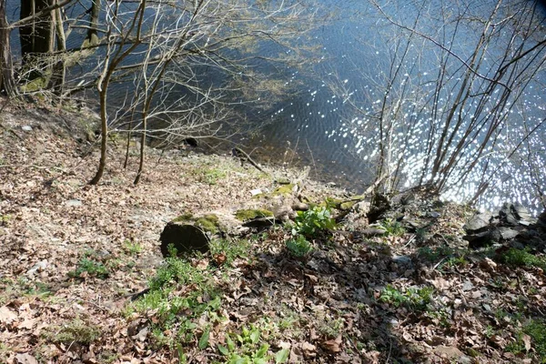 Frischer Grüner Frühling Einem Bach Wald — Stockfoto