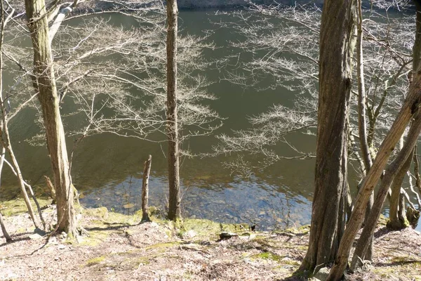 Printemps Vert Frais Sur Ruisseau Dans Forêt — Photo