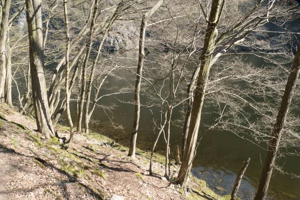 Printemps Vert Frais Sur Ruisseau Dans Forêt — Photo