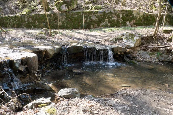 Fräsch Grön Vår Bäck Skogen — Stockfoto