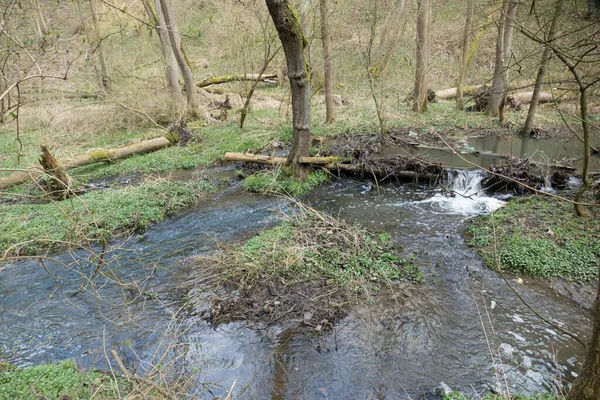 Frischer Grüner Frühling Einem Bach Wald — Stockfoto