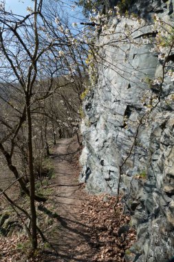 Ormandaki bir kaya boyunca yürüyüş parkuru.