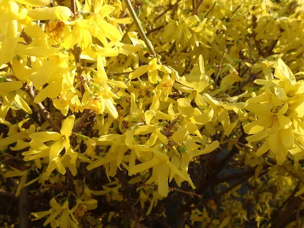 春に黄色の花を咲かせ — ストック写真
