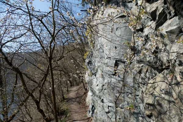 Sentier Randonnée Long Rocher Dans Forêt — Photo